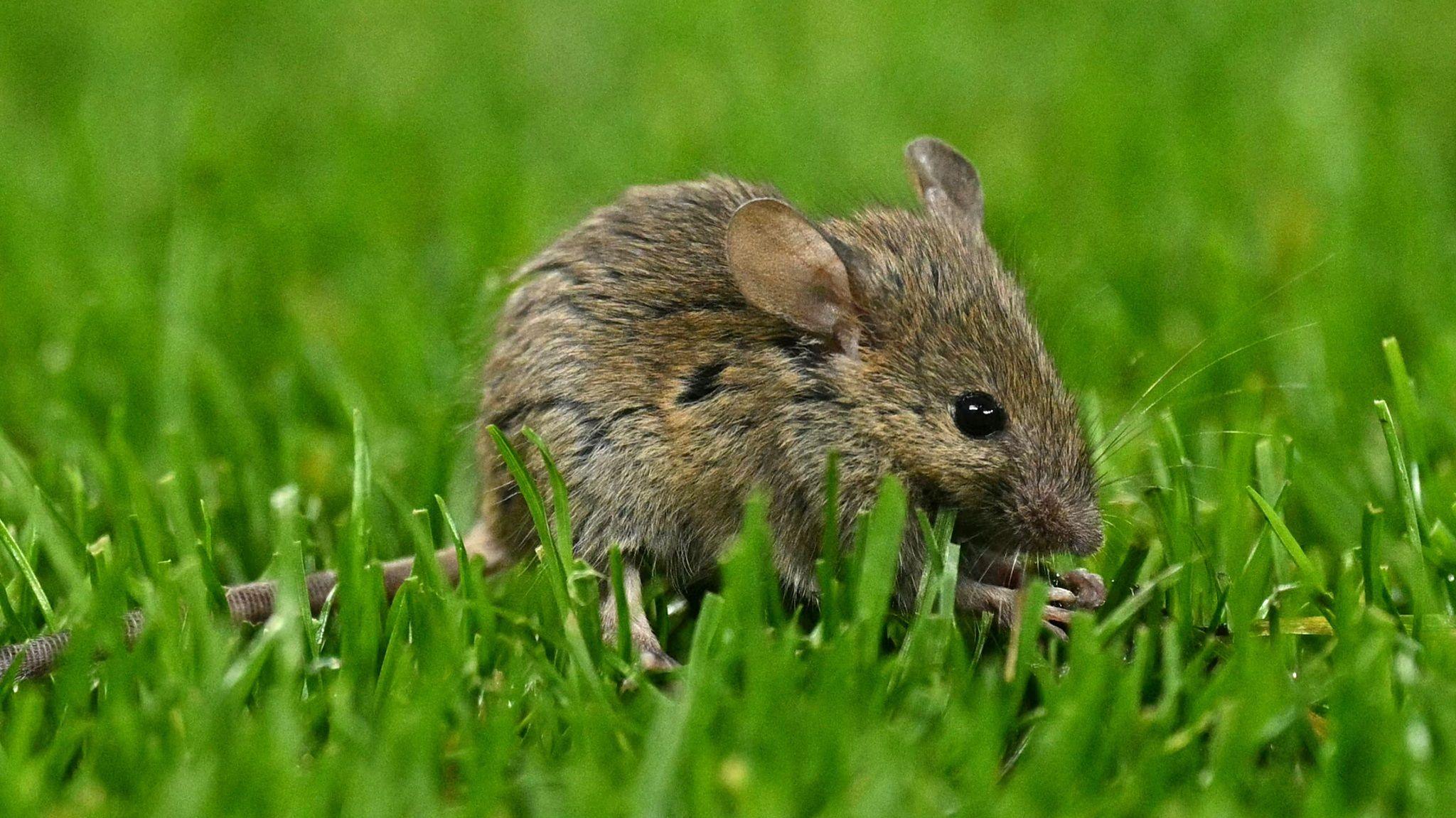 Unlikely Hero: Mouse Halts MLS Game in Vancouver