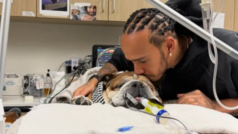 Lewis Hamilton Prioritizes Ailing Companion Roscoe Over Pirelli Tyre Test at Mugello Circuit